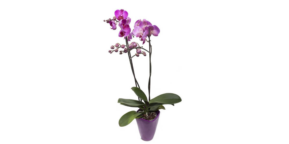 Kwiaciarnia Orchidea: -10% na storczyki doniczkowe i boxy kwiatowe 10.01.2018